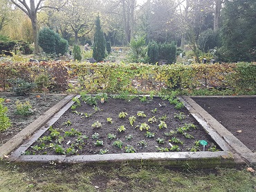 Bienengarten Halbschatten gelb Halle Büsching 370