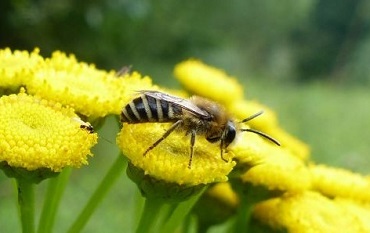 Colletes daviesanus Buckel Seidenbiene Ausschnitt Klucken 370