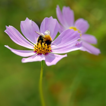 Depositphotos 3384177 original 370