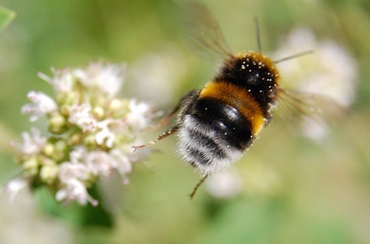 Gartenhummel Quelle Barbara Stark NBL 370