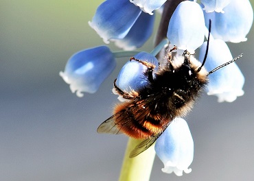 mason bee 2119014 Mauerbiene pixabay.de 370