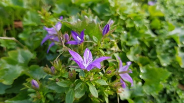 20191022 115233 370 campanula