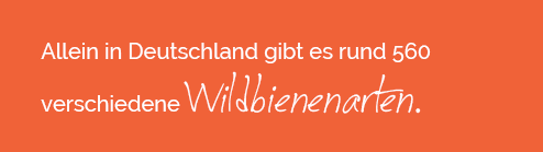 500 verschiedene Wildbienenarten